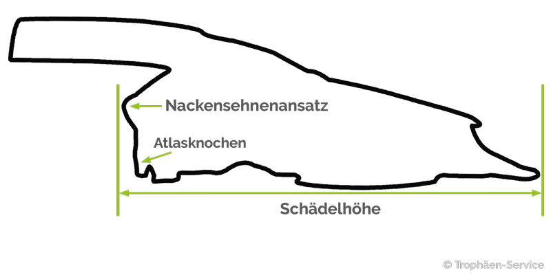 seitliche Skizze eines Afrikaschädel zur Ermittlung der Schädelhöhe