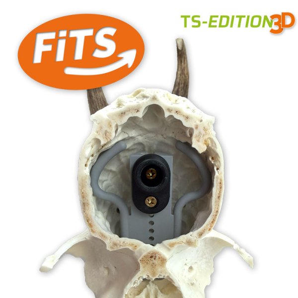Preview: in den Schädel eingesetzte Trophäenstativ Erweiterung »FiTS«