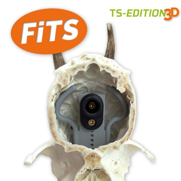 Preview: in den Schädel eingesetzte Trophäenstativ Erweiterung »FiTS«