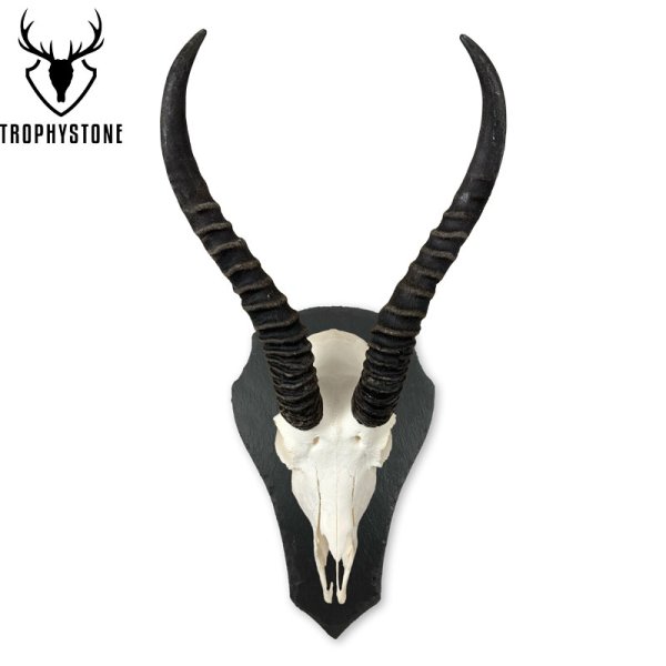 Preview: Springbock auf Trophäenschiefer in Tropfenform