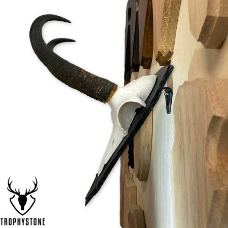 Gamstrophäe, abgeschlagen, Schieferschild Gr. S und Schwebehaken