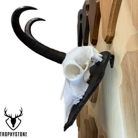 Gamstrophäe, ganzer Schädel, Schieferschild Gr. L und Schwebehaken