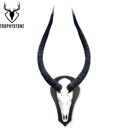 abnormer Impala auf Trophäenschiefer in Tropfenform