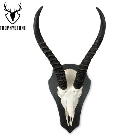 Springbock auf Trophäenschiefer in Tropfenform