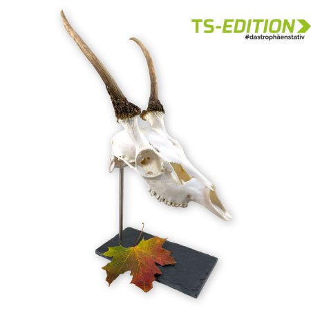 Das Trophäenstativ XL in Schiefer für Dam- und Sikaspiesser