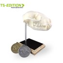 Trophäenstativ Gr. S (Waschbär), MPx